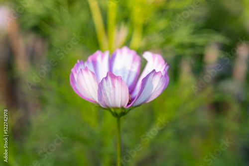 Delicate Cosmos flower in the garden. Stripped white and violet flowers with blurry background. Cosmos bipinnatus, garden cosmos, aster.
