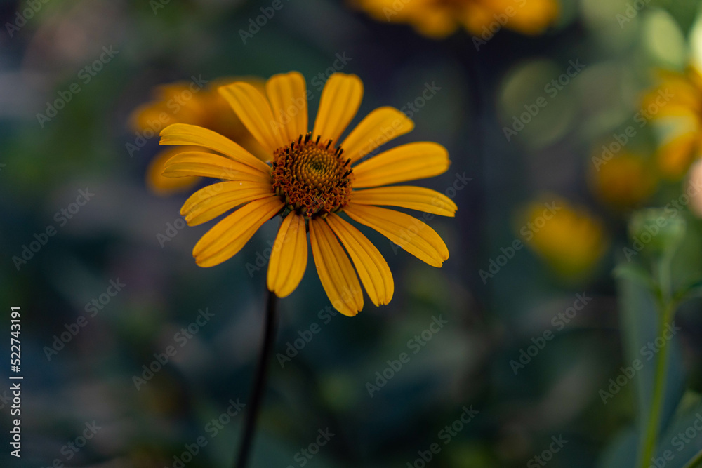 Obraz premium Aster, Asteraceae. Yellow flower in the garden. Blurry bokeh background.