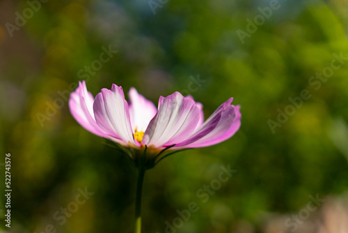 Delicate Cosmos flower in the garden. Stripped white and violet flowers with blurry background. Cosmos bipinnatus  garden cosmos  aster.