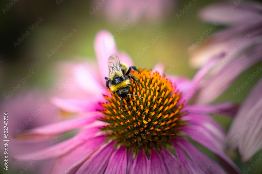 Honey bee collecting pollen on purple flower. Bumblebee on a flower against blurry background. Honey bee collecting pollen on purple flower. Bumblebee on a flower against blurry background.
