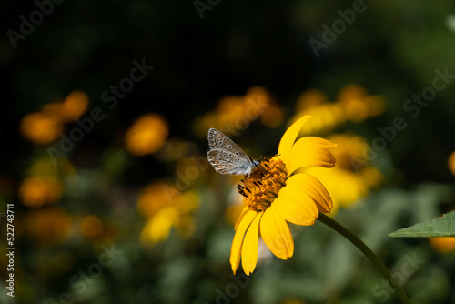 A butterfly sitting on a yellow flower against blurry bokeh background.  © Justyna Walak