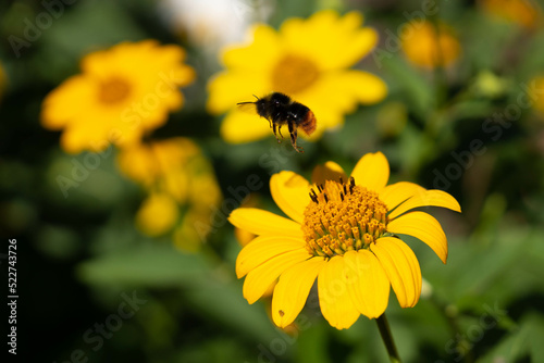 Honey bee collecting pollen on yellow flower. Bumblebee on a flower against blurry background. 