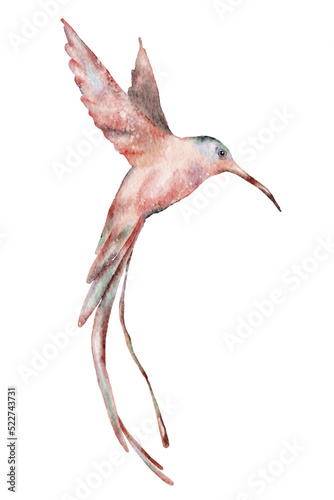 Watercolor hummingbird hand drawn illustration