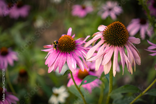 Honey bee collecting pollen on purple flower. Bumblebee on a flower against blurry background. 