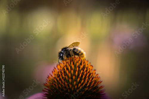 Honey bee collecting pollen on purple flower. Bumblebee on a flower against blurry background.  © Justyna Walak