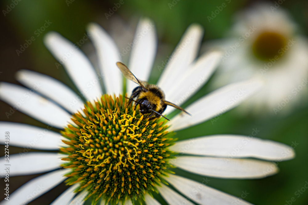 Honey bee collecting pollen on white flower. Bumblebee on a flower against blurry background. Honey bee collecting pollen on white flower. Bumblebee on a flower against blurry background.
