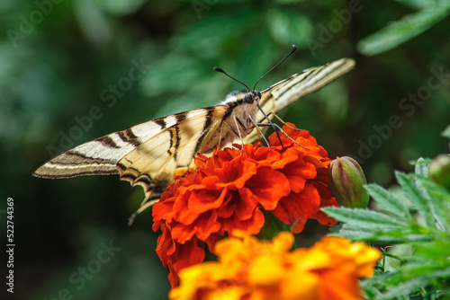 A mahaon butterfly collects nectar from a marigold flower photo