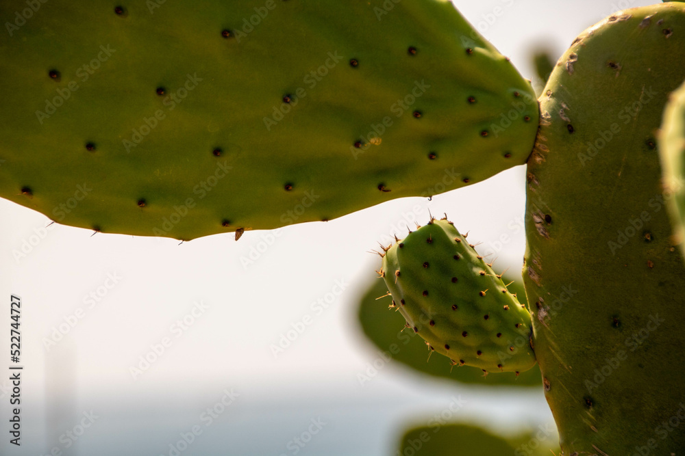 Leaves and fruits of Opuntia, spntaneous plant of Apulia region, Italy Leaves and fruits of Opuntia, spntaneous plant of Apulia region, Italy