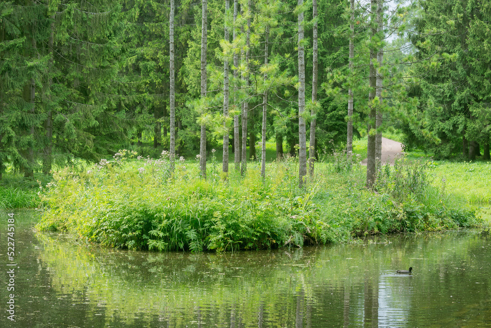 Green plants of the lake in the summer park Green plants of the lake in the summer park