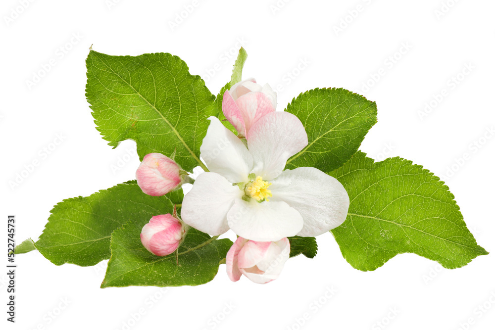 Apple tree flowers on a white background, blooming tree. Apple tree flowers on a white background, blooming tree.