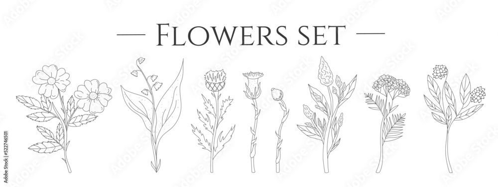 Set with flowers in hand drawn style. Collection. Dry grass. Boho. White background. isolated. Doodle. Hawthorn. Violet. Vector stock illustration