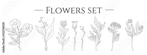Set with flowers in hand drawn style. Collection. Dry grass. Boho. White background. isolated. Doodle. Hawthorn. Violet. Vector stock illustration