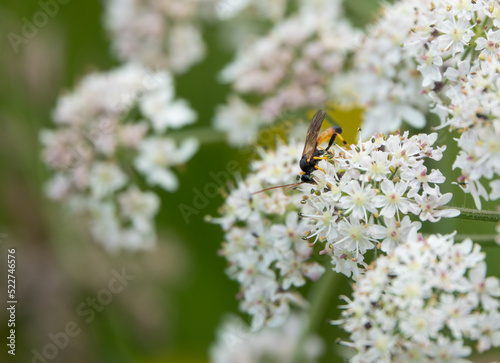 An Ichneumon wasp (Amblyteles armatorius) feeding on cow parsley (Anthriscus sylvestris) photo