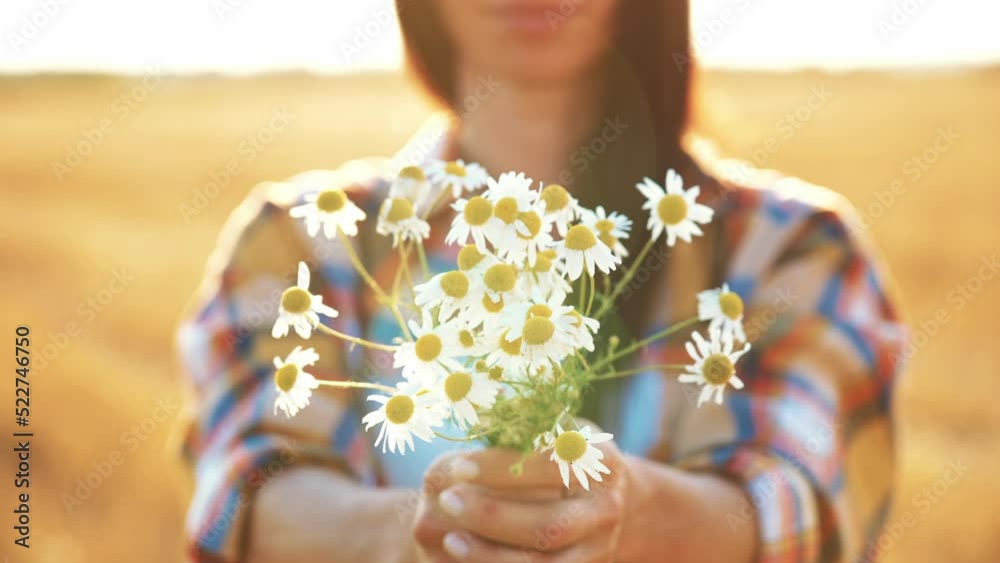 Close-up caucasian woman holding newly collected in field bunch of white daisies. Girl pulling hands with chamomiles into camera. Beautiful grass meadow. Gathering wildflowers. Walking happy girl.