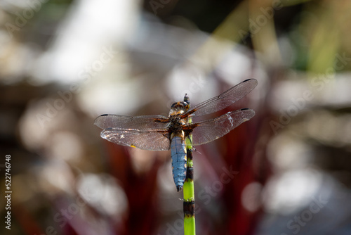 detailed close up of an adult male broad bodied Chaser dragonfly (Libellula depressa)