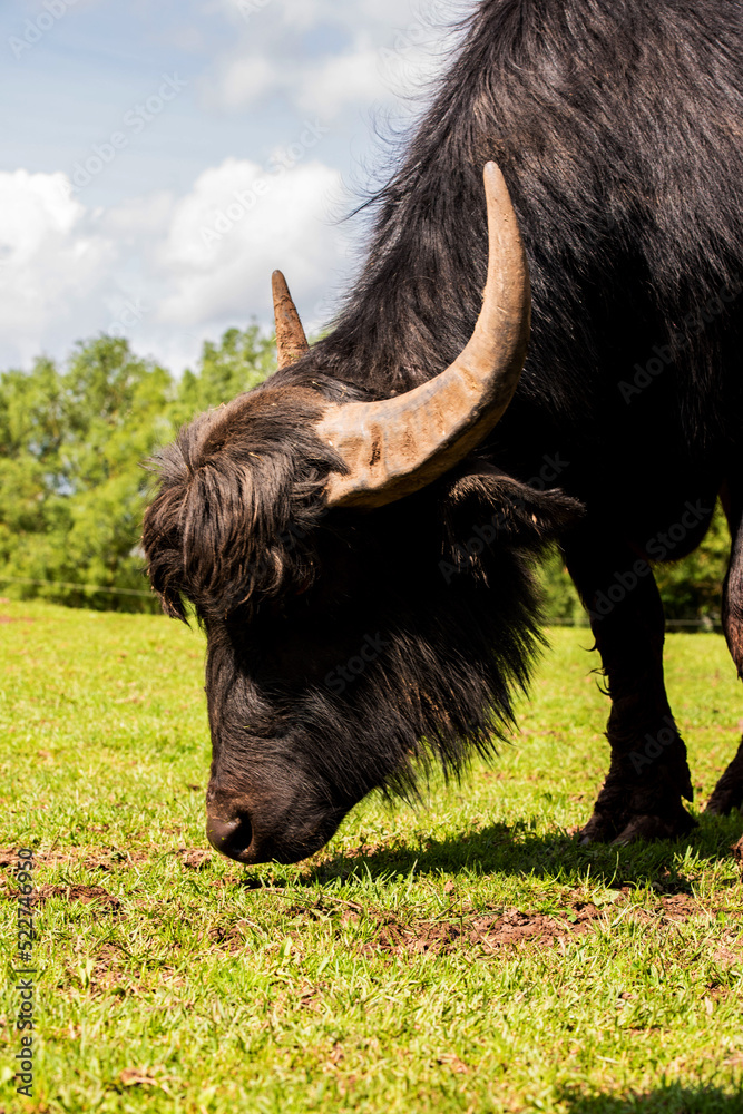 Water buffalo in the pasture in Germany Water buffalo in the pasture in Germany