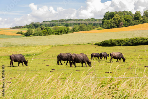 Fototapeta Naklejka Na Ścianę i Meble -  Water buffalo in the pasture in Germany