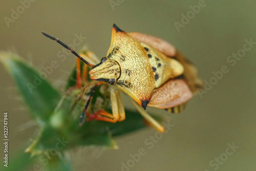 Closeup on a colorful mediterranean Carpocoris mediterraneus atlanticus shieldbug, against a green background photo