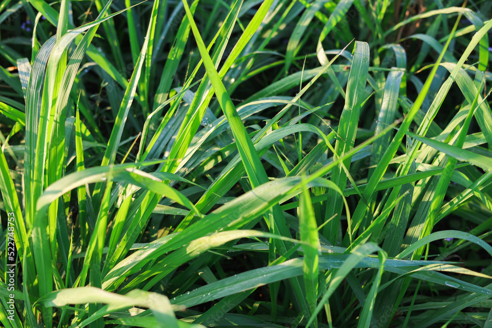 Mombasa guinea: Paspalum Maximum Cv. Mombasa: Grass for animals, buffalo grass in Thailand Mombasa guinea: Paspalum Maximum Cv. Mombasa: Grass for animals, buffalo grass in Thailand