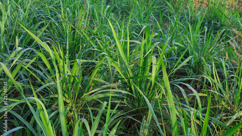Mombasa guinea: Paspalum Maximum Cv. Mombasa: Grass for animals, buffalo grass in Thailand