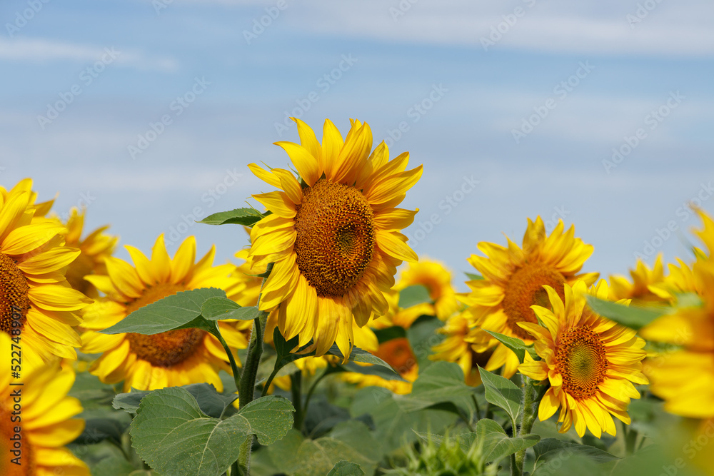 Field of ripe sunflowers in summer against the blue sky Field of ripe sunflowers in summer against the blue sky