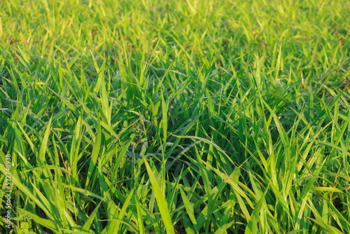 Mombasa guinea: Paspalum Maximum Cv. Mombasa: Grass for animals, buffalo grass in Thailand