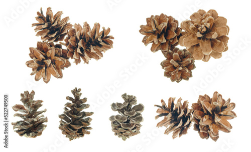 pine cones of conifer plants.Isolated on a white background. for card, wrap, invitation.