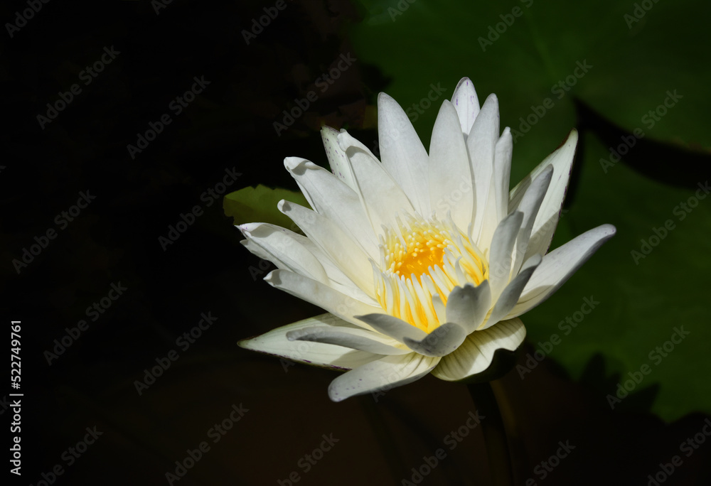 white waterlily blooming in the pond with sunlight . white waterlily blooming in the pond with sunlight .
