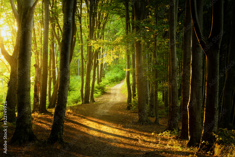Fototapeta premium Foggy forest during calm autumn day. Beautiful light in the forest