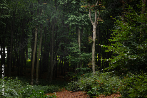 Foggy forest during calm au...