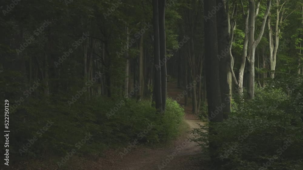 Calm dark forest. Eerie light coming from right Calm dark forest. Eerie light coming from right