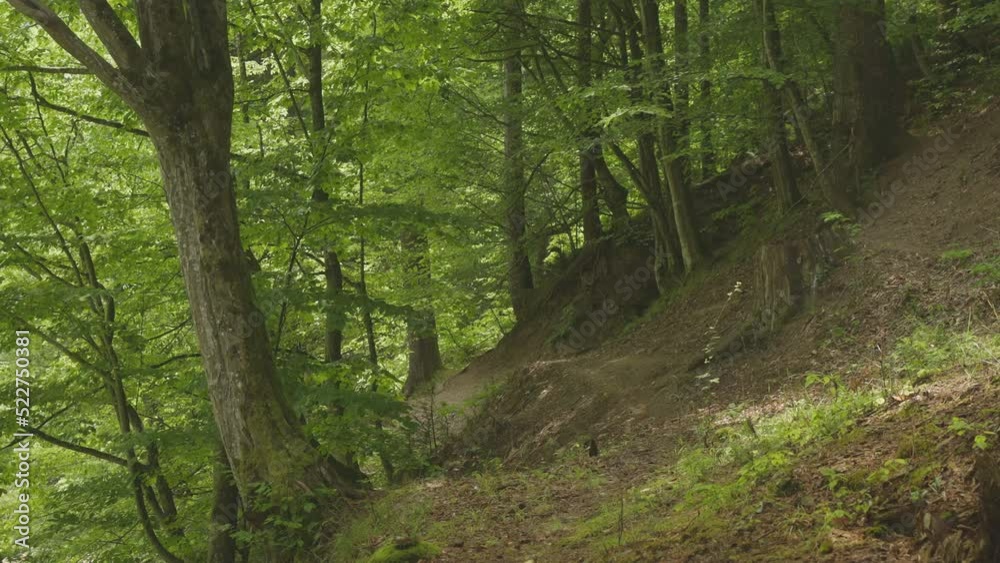 Green calm forest trail during a sunny summer day