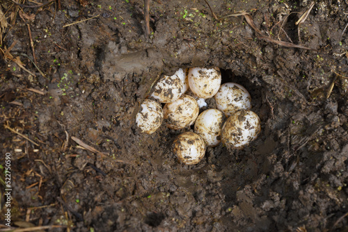 eggs of Yellow - headed Temple Turtle in underground nest .