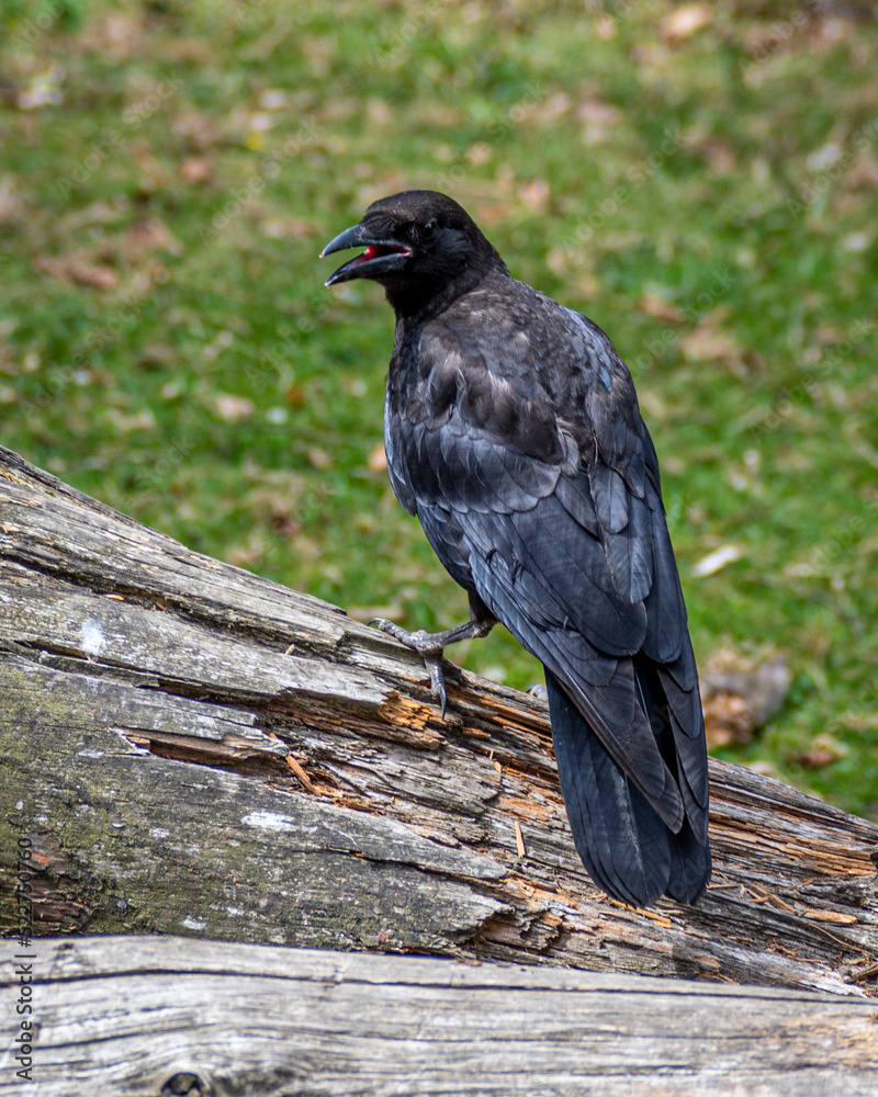 Obraz premium crow on a log