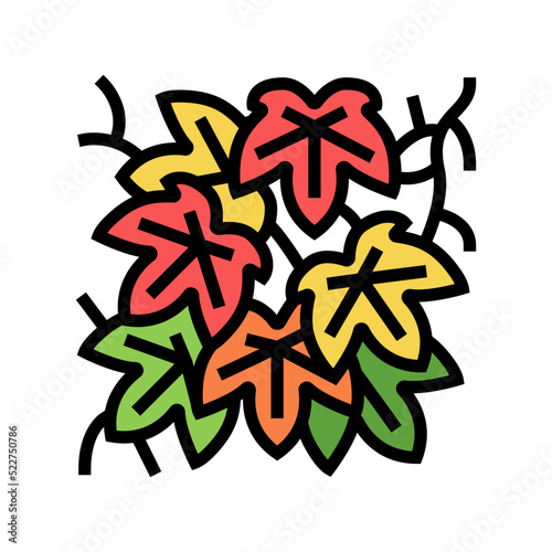 boston ivy color icon vector. boston ivy sign. isolated symbol illustration photo