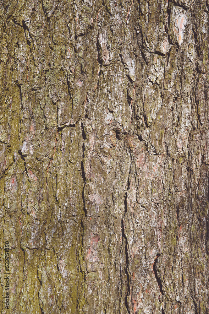 Bark of pine tree. tree bark background. Brown texture of the old tree. Natural coniferous bark background Bark of pine tree. tree bark background. Brown texture of the old tree. Natural coniferous bark background