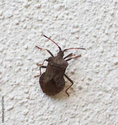 the dock bug on a wall