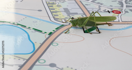 great green bush-cricket sitting on the map