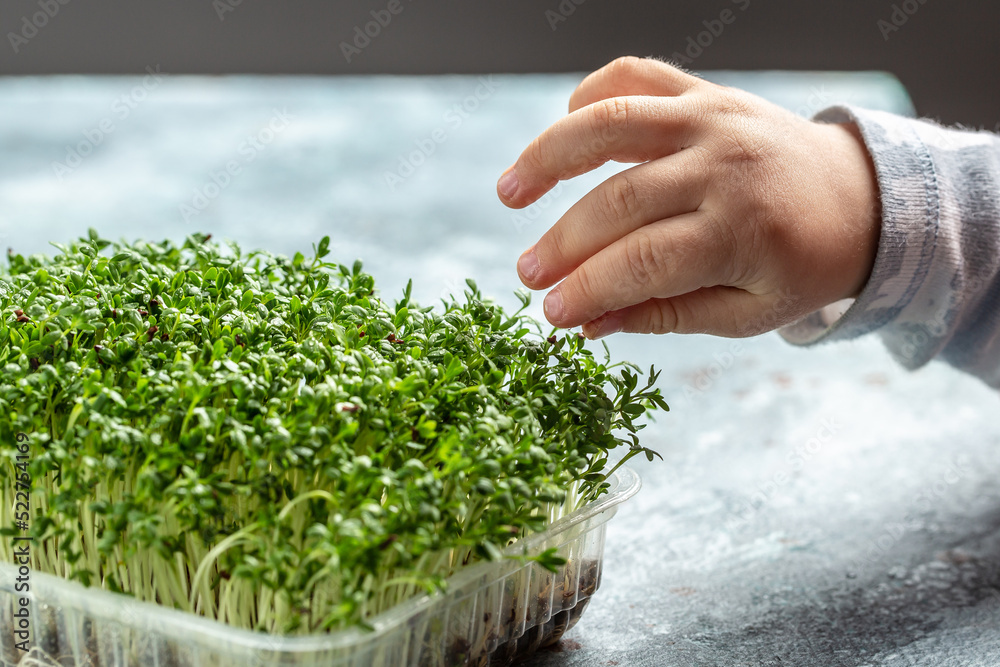 happy child takes care of microgreen at home watering with drops of water in frozen motion. Little gardener. Vegan and healthy eating concept