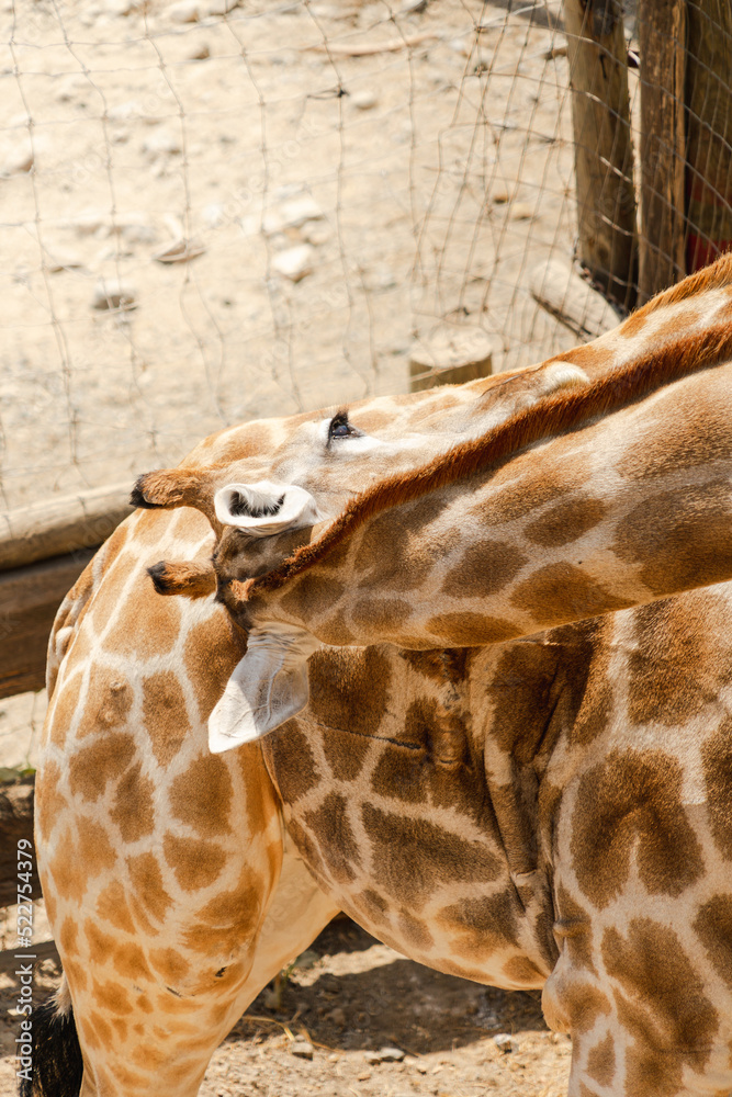 Obraz premium giraffe in zoo