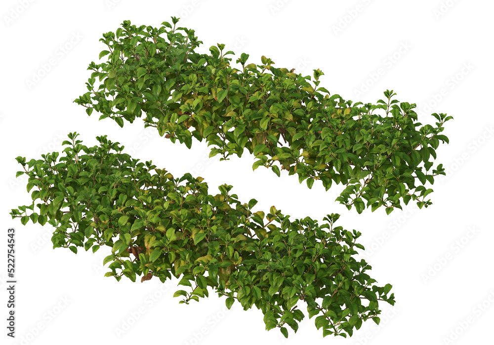 Fototapeta premium Shrubs and flowers on a transparent background.
