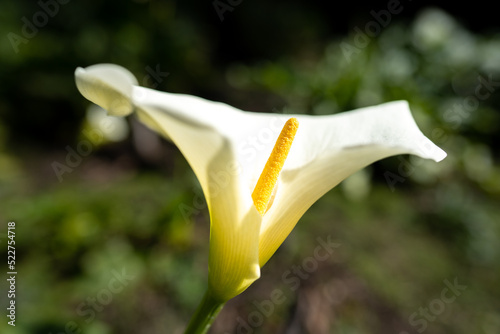 lily flowers in a park in a park in asia. photo