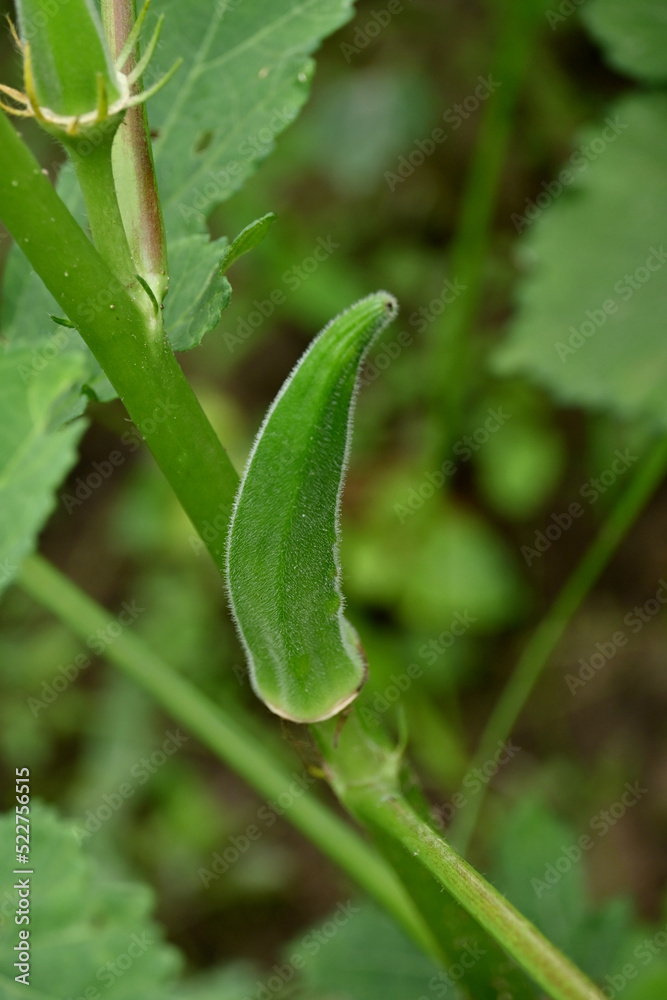 closeup the ripe green ladyfinger with leaves and plant growing in the farm soft focus natural green brown background. closeup the ripe green ladyfinger with leaves and plant growing in the farm soft focus natural green brown background.