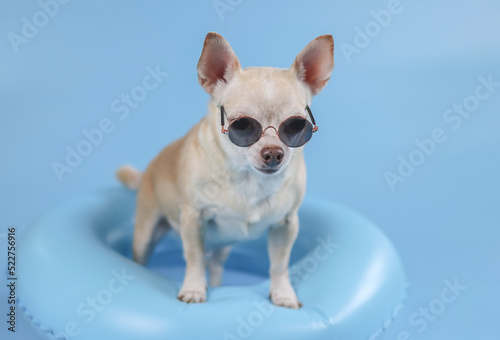 happy  brown short hair chihuahua dog wearing sunglasses, standing  in blue swimming ring on blue background with copy space.