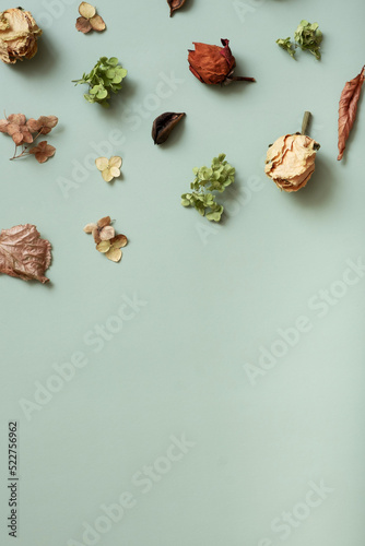 Autumn composition flat lay with pattern from dried hydrangea flowers, roses and petals on colored background