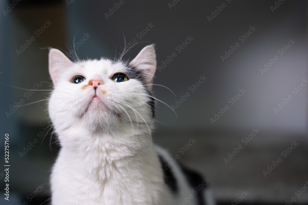 Portrait of a beautiful cat close up
