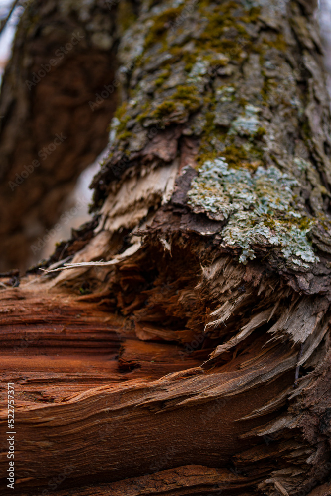 Fototapeta premium Texture of Fallen Mossy Tree
