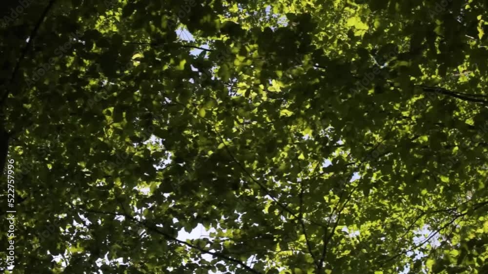 Forest park walk run person pov motion trees Forest park walk run person pov motion trees