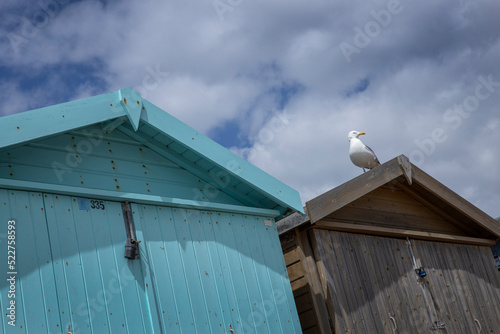 Seagull. Bath house. Beach. Sea. Coast. Frinton on sea.. Northsea. England. Essex. UK. Great Brittain. photo