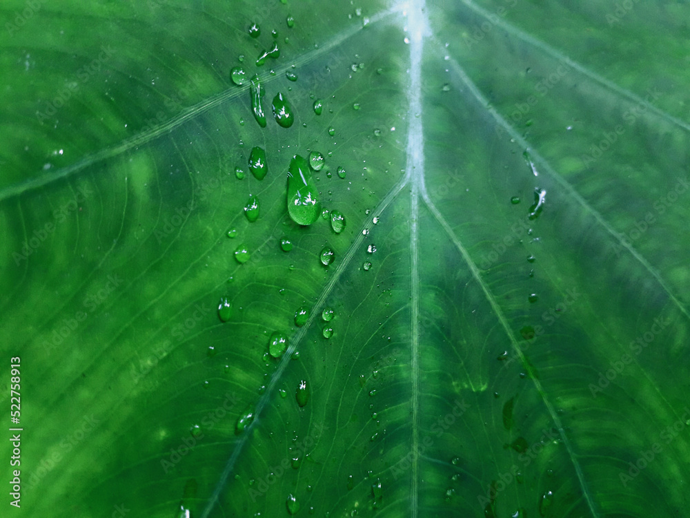 water drops on a leaf.